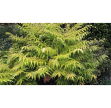 Japansk lönn med gulgröna blad