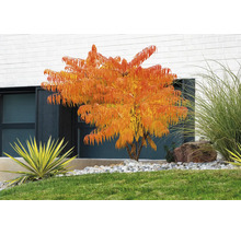 Trädgård med rönnsumak, gräs och grus