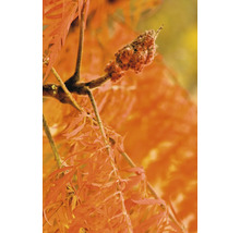 Sumak med blad och fruktställning