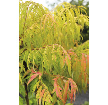 Rönnsumak med parbladiga blad