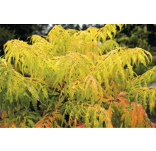 Sumak med gulaktigt bladverk