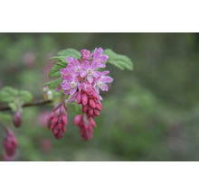 Blommande prydnadsrips med rosa blommor