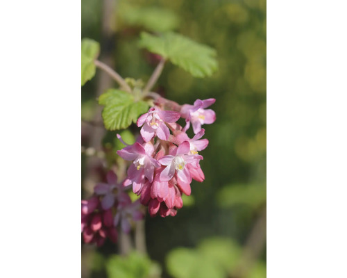 Blomställning med rosa blommor