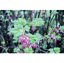 Blommande prydnadsbuske med gröna blad