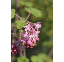 Blomställningar av vinbär med gröna blad