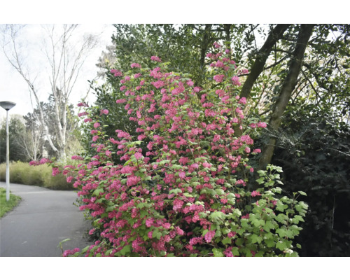 Rosenrips OMNIA GARDEN Ribes sanguineum 'King Edward VII' VII', 3-pack Blommande prydnadsbuske i trädgården.