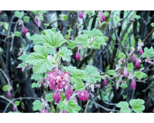Blommande vinbärsbuske i detalj