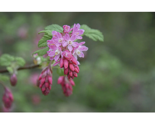 Blommande prydnadsrips i detalj