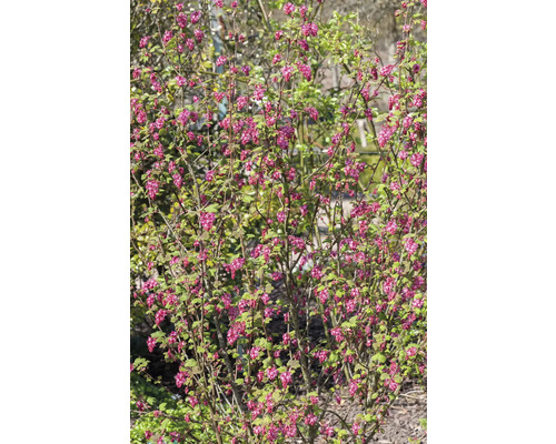 Blommande vinbärsbuske i trädgården