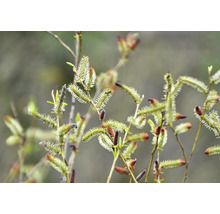 Närbild av blommande videkissar på grenar