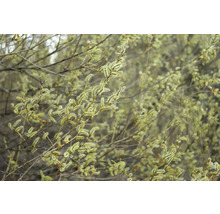 Närbild av en blommande videbuske.
