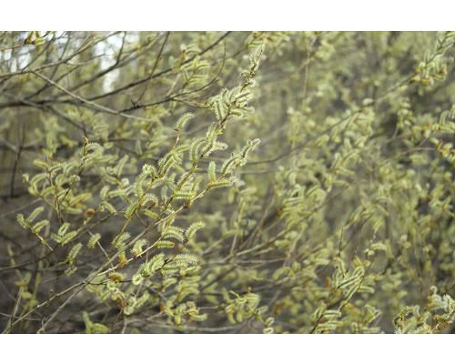 Närbild av en blommande videbuske.
