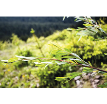Närbild av en gren med blad och vattendroppar