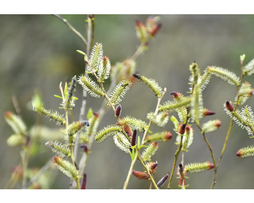 Närbild av blommande videkissar