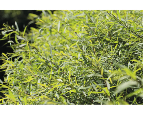 Närbild av en hängande pil med gröna blad.