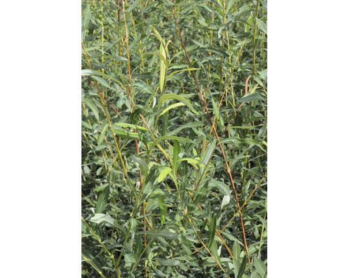 Närbild av en hängpil med sina karakteristiska blad och grenar