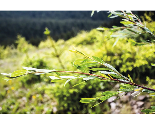 Gren med blad och vattendroppar mot diffus bakgrund