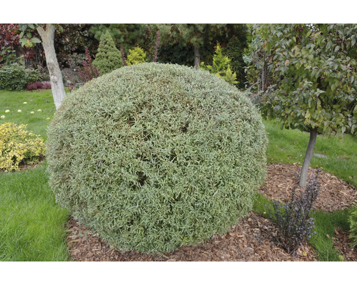 Klotformat träd i trädgården