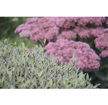 Närbild av växter med blad och blomställningar
