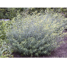 Buskvide med gröna blad i trädgården