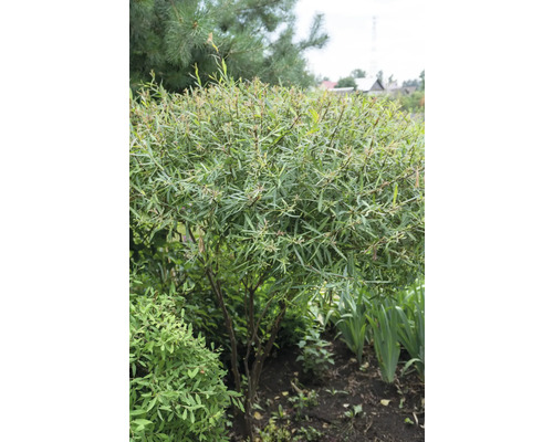 Klotformad prydnadsvide i trädgården.