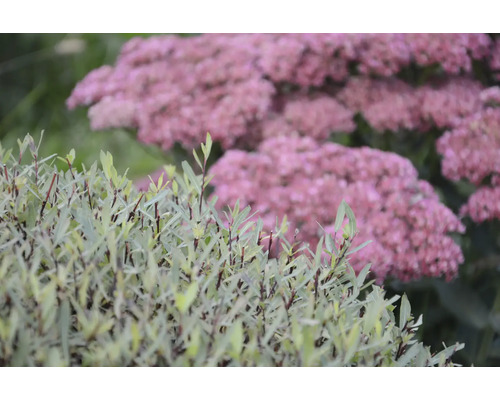 Närbild av ljusgröna växter och rosa blommor i trädgården