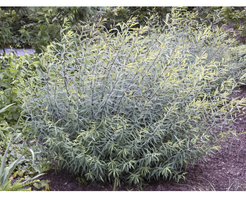 Buske med gröna blad i trädgården