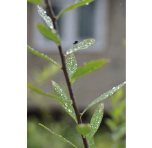 Gren med blad och vattendroppar