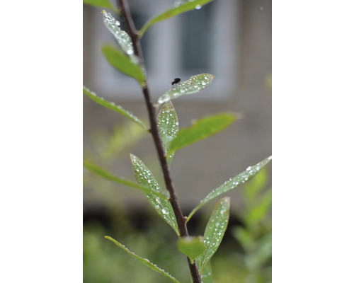 Gren med blad och vattendroppar