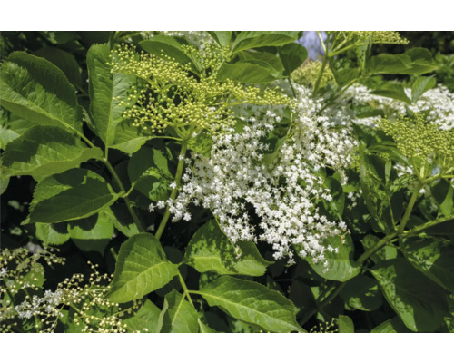 Fläderbuske med gröna blad och vita blommor