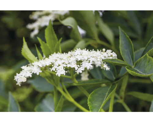 Blomställning av svart fläder med gröna blad