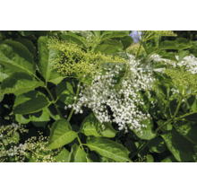 Fläderbuske med gröna blad och vita blommor