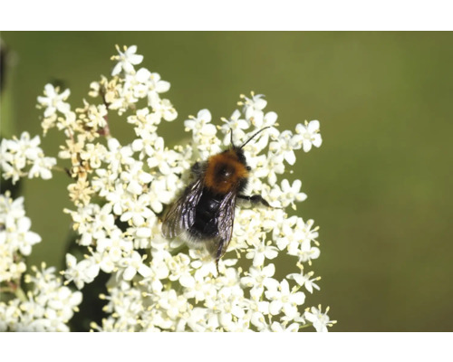 Humla på vita blommor