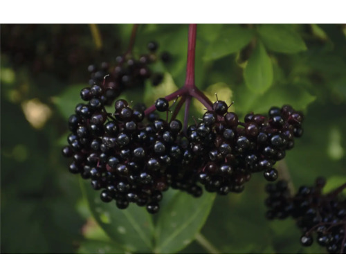 Svart fläder med mogna bär