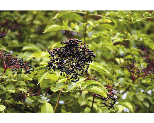 Svart fläder med mogna bär i trädgården