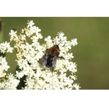 Humla på vita blommor