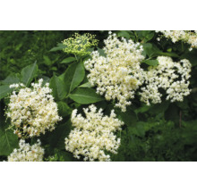 Fläderblommor med gröna blad