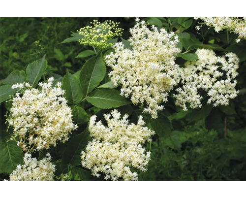 Fläderblommor med gröna blad