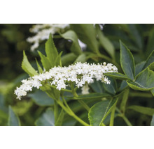 Fläderblommor med gröna blad