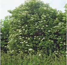 Fläderbuske med vita blommor och gröna blad