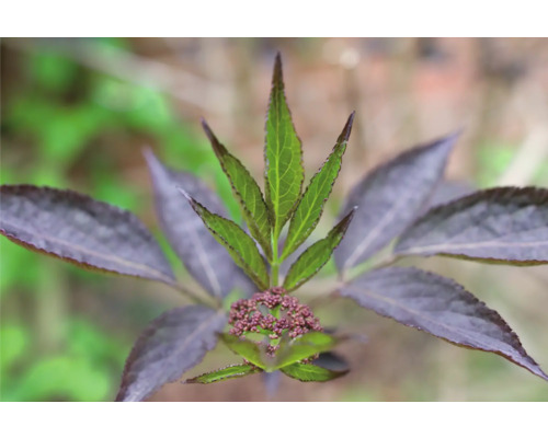 Närbild av en blommande fläderbuske