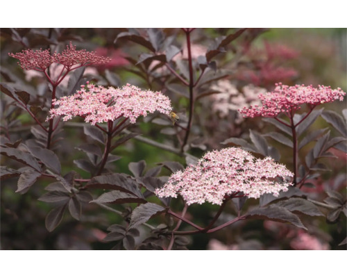 Blommande fläderbuske med mörka blad och rosa blommor