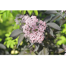 Fläderblom med rosa blommor och mörka blad