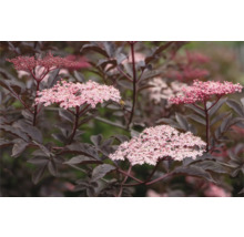 Blommande fläderbuske med mörka blad