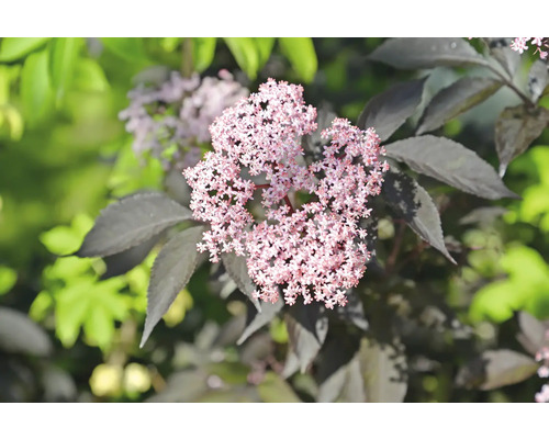 Blomma av svart fläder med mörka blad