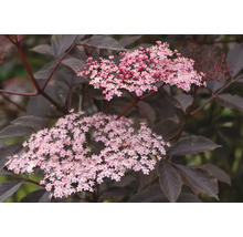 Närbild av fläderblommor med mörka blad
