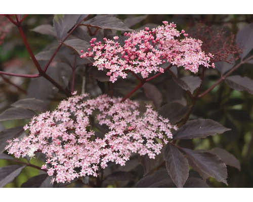 Närbild av fläderblommor med mörka blad