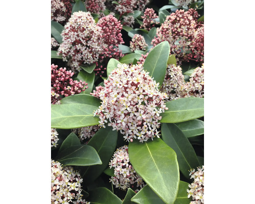 Städsegrön Skimmia med blomställningar och gröna blad