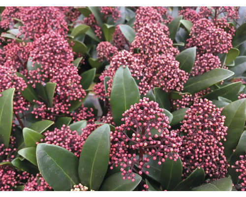 Skimmia med röda blomknoppar och gröna blad.