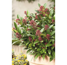 Skimmia i kruka med gröna blad och röda blomknoppar
